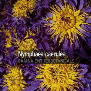 Blauwe lotusbloemen BULK, premium Nymphaea caerulea, biologisch geteelde hele bloemen, Egyptische lotus, heilige blauwe lelie, GRATIS VERZENDING