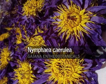 Blue Lotus Flowers BULK, Premium Nymphaea caerulea, Organically Grown Whole Flowers, Egyptian Lotus, Sacred Blue Lily, FREE SHIPPING