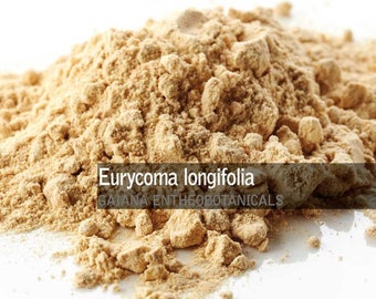 Poudre de racine de Tongkat Ali, Eurycoma longifolia Longjack, aphrodisiaque à base de plantes cultivé biologiquement, booster de libido entièrement naturel
