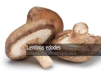 Organic Shiitake Powder, Lentinus edodes, All-Natural Shiitake Powder, Super Food, Organically Cultivated Edible mushroom *BIO*