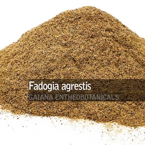 Puede incluir: Primer plano de un montón de polvo de Fadoogia agrestus, de color marrón claro. El texto "Fadoogia agrestus" y "GAIANA ENTHEOBOTANICALS" es visible en la imagen.