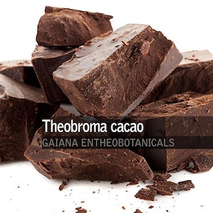 Puede incluir: Trozos marrones oscuros de Theobroma cacao, también conocido como cacao, apilados sobre un fondo blanco. La imagen incluye el texto "Theobroma cacao" y "GAIANA ENTHEOBOTANICALS".