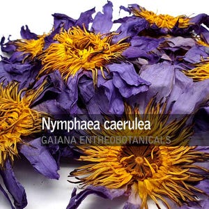 250 gr blauwe lotusbloemen, premium Nymphaea caerulea, biologisch geteelde hele bloemen, Egyptische lotus, heilige blauwe lelie, GRATIS VERZENDING