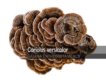 Organic Turkey Tail Mushroom Powder, 100% All-Natural Premium Grade Coriolus versicolor Powder, Wild Collected Mushrooms