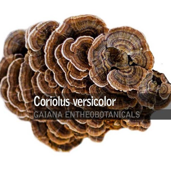 Poudre de champignons coriolus versicolor biologiques, queue de dinde, poudre de coriolus versicolor entièrement naturelle, super aliment, champignons sauvages