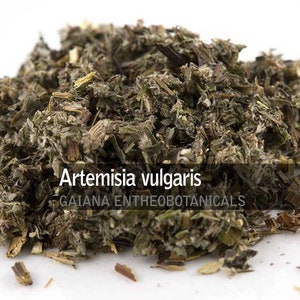 Organic Mugwort, Artemisia vulgaris, Premium Mugwort whole herb aka Wild Wormwood, FREE SHIPPING