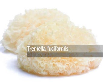 Organic Snow Fungus Powder, Tremella fuciformis, Cultivated BIO white jelly mushroom, All Natural, Premium Grade Medicinal Mushroom powder