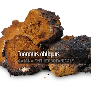 Inonotus obliquus orgânico, pedaços de Chaga de 1-5 cm, cogumelo Chaga selvagem europeu coletado, Chaga BIO totalmente natural, cogumelo Chaga selvagem não OGM