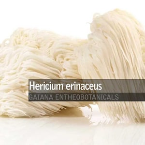 Bio-Löwenmähnenpulver, Hericium erinaceus, kultivierte BIO-Löwenmähne, natürliches Ergänzungspulver, hochwertiger Heilpilz