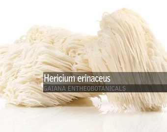 Bio-Löwenmähnenpulver, Hericium erinaceus, kultivierte BIO-Löwenmähne, natürliches Ergänzungspulver, hochwertiger Heilpilz