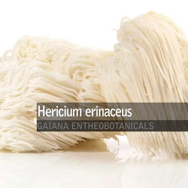 50gr Polvere di criniera di leone biologica, Hericium erinaceus, Criniera di leone coltivata, Integratore alimentare BIO, Fungo medicinale SPEDIZIONE GRATUITA