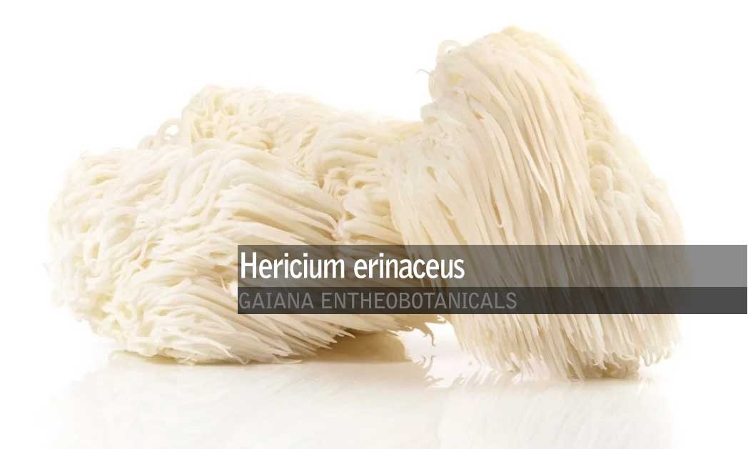Organic Lion's Mane Powder, Hericium erinaceus, Cultivated BIO Lions mane,  All Natural Supplement powder, Premium Grade Medicinal Mushroom