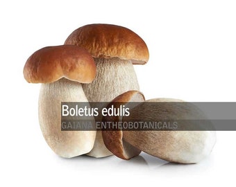Op de afbeelding: Drie bruine en witte Boletus edulis paddenstoelen, ook wel bekend als eekhoorntjesbrood, op een witte achtergrond. De tekst "Boletus edulis" en "GAIANA ENTHEOBOTANICALS" is zichtbaar in de afbeelding.