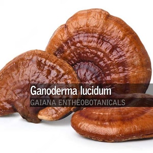 Organic Reishi powder, Ganoderma lucidum Mushroom Powder, All-Natural Reishi Powder, Organic Cultivated Edible Mushroom, FREE SHIPPING