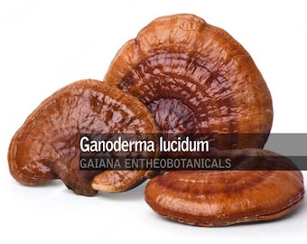 Polvo de reishi orgánico, polvo de hongo Ganoderma lucidum, polvo de reishi totalmente natural, hongo comestible cultivado orgánicamente, envío gratis