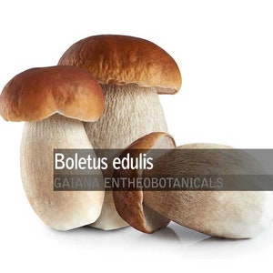 Organic Boletus Mushroom Slices, Boletus edulis, All-Natural Boletus Slices, Edible mushroom, Super Food, Wild Collected Mushroom
