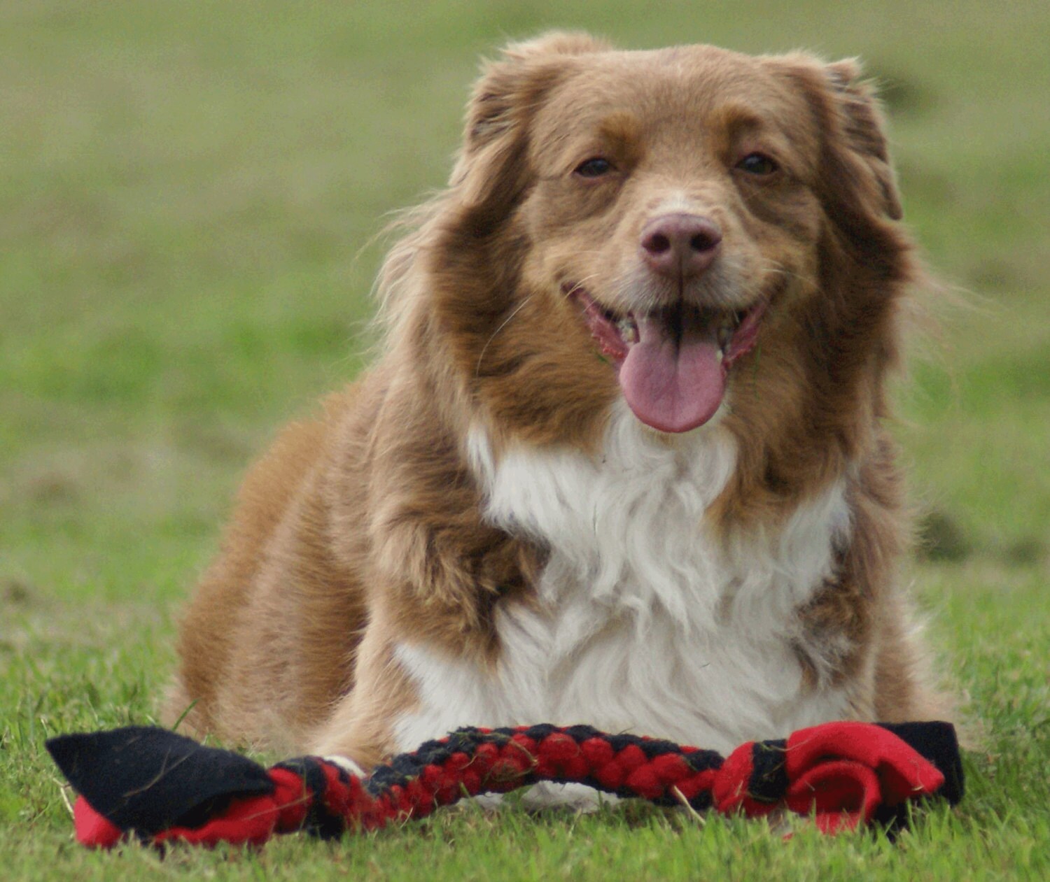 tug and pull dog toy