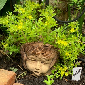 May include: A whimsical garden planter shaped like a child's face, filled with vibrant green and yellow flowering plants. The planter is made of a light brown material and is nestled in a garden bed with a small sign that reads "Radish".