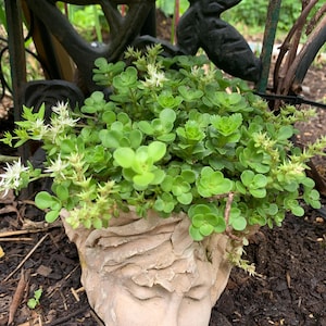 May include: A light green plant with small white flowers sprouts from a beige, face-shaped planter. The planter has closed eyes and textured details. The plant's leaves are small and round, creating a full, lush appearance.