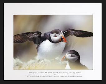 Puffin, (Fine Art Print - various sizes).