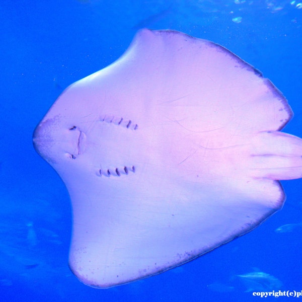 Stingray Belly