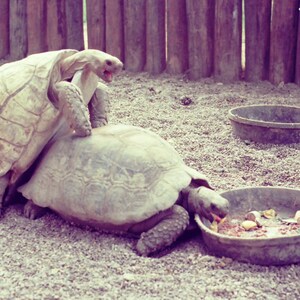 Può includere: Due tartarughe, una sopra l'altra, su una superficie sabbiosa. La tartaruga in alto guarda a destra. La tartaruga in basso guarda a sinistra.