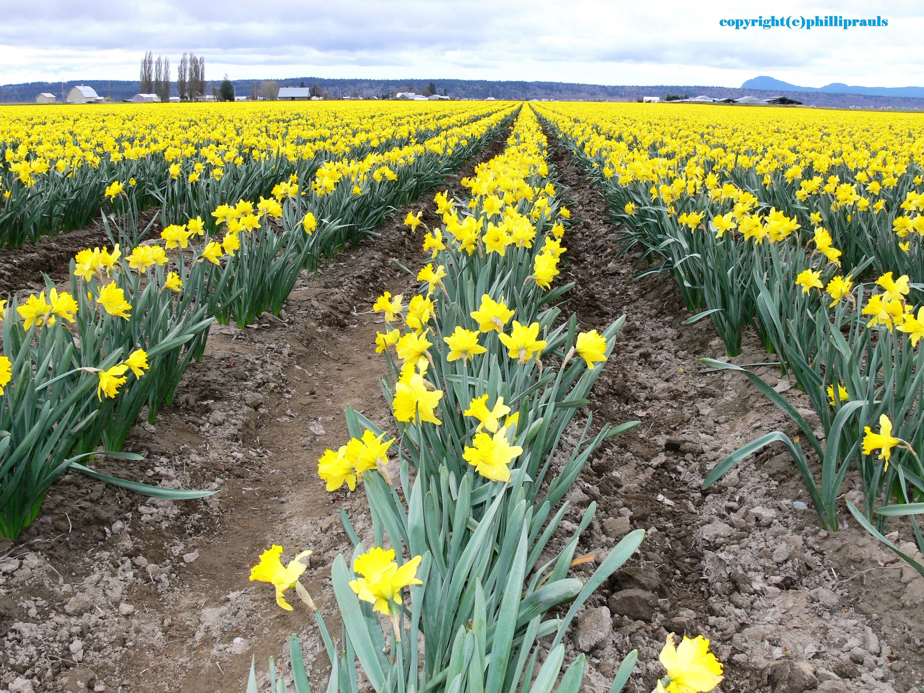 Skagit Valley Daffodils 8X10 Color Photo Etsy