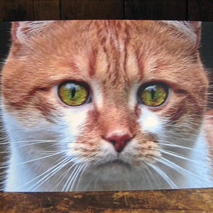 Cat's Eyes - Cat Lover's Card - Cat Greeting Card - Cat Portrait - Cat ...