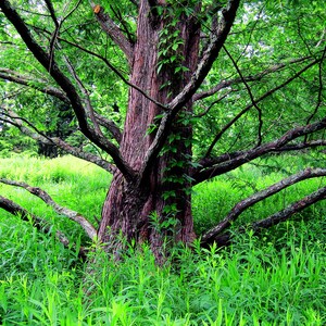 The Wisdom of a Tree - Blank Greeting Card with Envelope