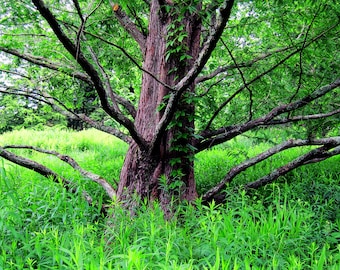 The Wisdom of a Tree - Blank Greeting Card with Envelope