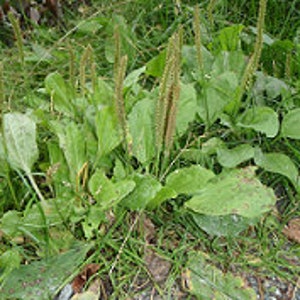 Plantain Oil Double-Infused Organic Handmade in small batches Vegan Plantago major Wildcrafted Bumbling Acres Farm image 8