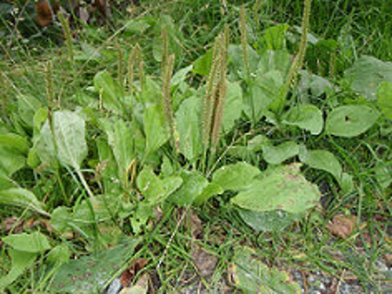 Plantain Oil Double-Infused Organic Handmade in small batches Vegan Plantago major Wildcrafted Bumbling Acres Farm image 8