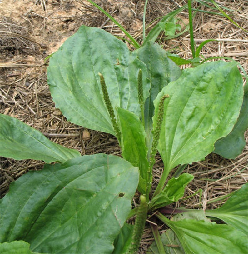 Plantain Oil Double-Infused Organic Handmade in small batches Vegan Plantago major Wildcrafted Bumbling Acres Farm image 2