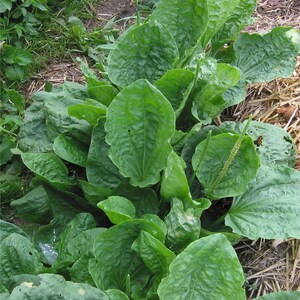 Plantain Oil Double-Infused Organic Handmade in small batches Vegan Plantago major Wildcrafted Bumbling Acres Farm image 3