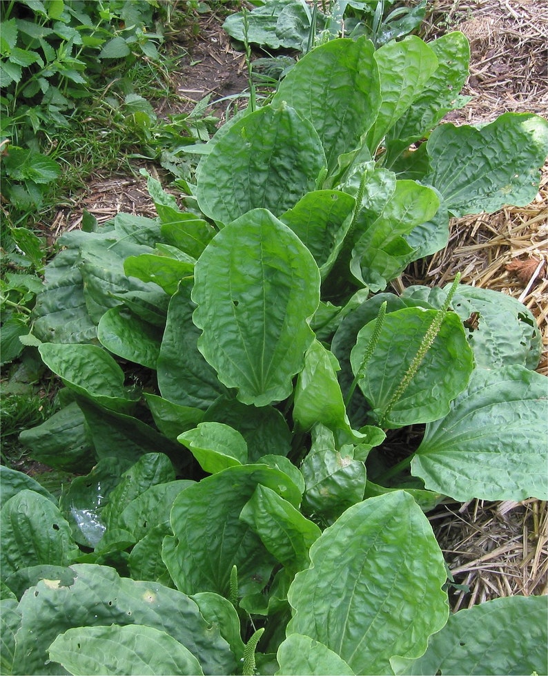 Plantain Oil Double-Infused Organic Handmade in small batches Vegan Plantago major Wildcrafted Bumbling Acres Farm image 3