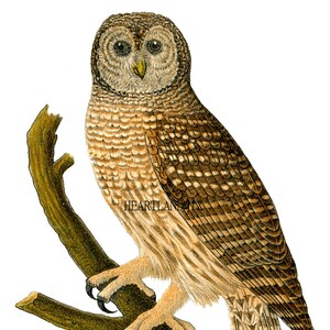 Barn Owl Vintage Downloadable, Printable Digital Art Image Instant ...