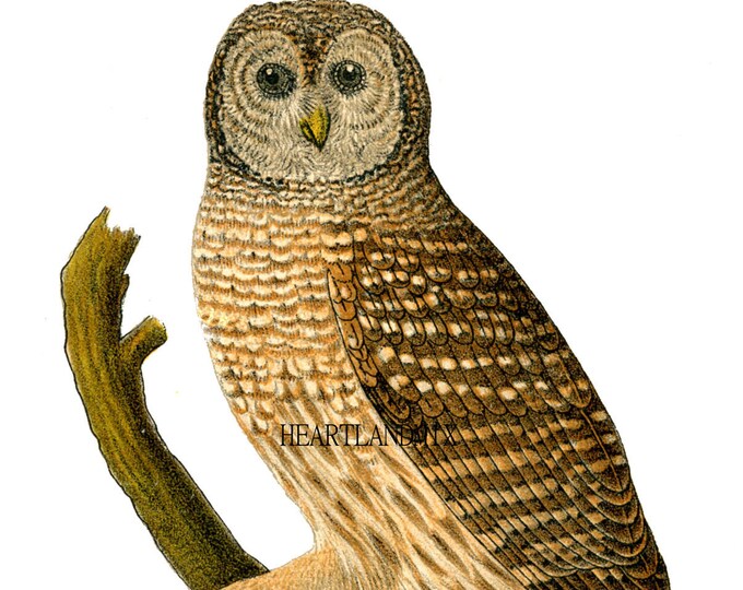 Barn Owl Vintage Downloadable Printable Digital Art Image - Etsy
