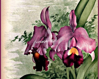 Vintage Orchid Flower Print: Botanical Wall Art Digital Download
