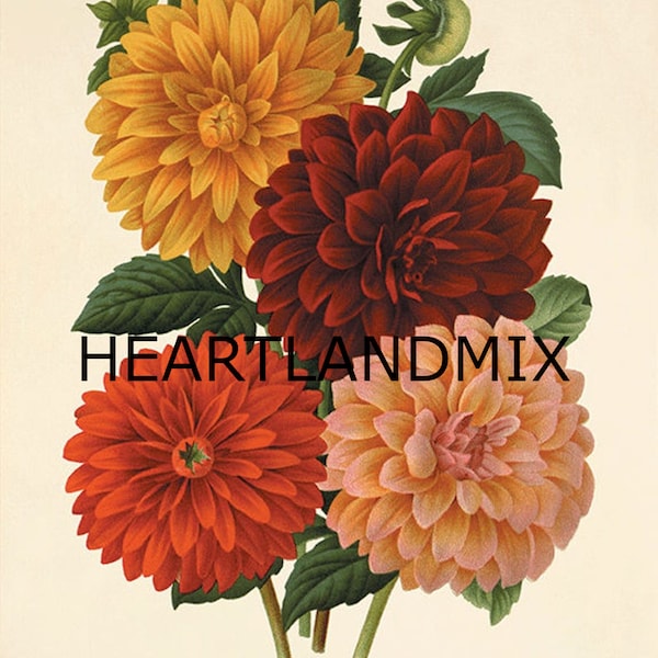 Dahlia Vintage flower art print garden wall art botanical prints Antique prints home decor wall art French prints Flower decor