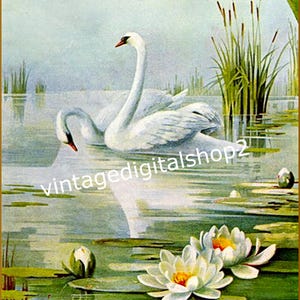 Image numérique vintage de cygnes flottants floraux muraux/tags/cartes imprimables en téléchargement