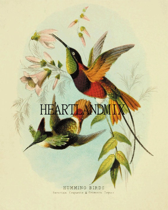 Hummingbird Postcards, Postcard Set, Hummingbird Art, Hummingbird