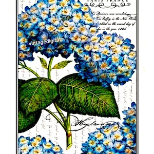 Imagen digital vintage grande de papel parisino con hortensias florales para descargar e imprimir