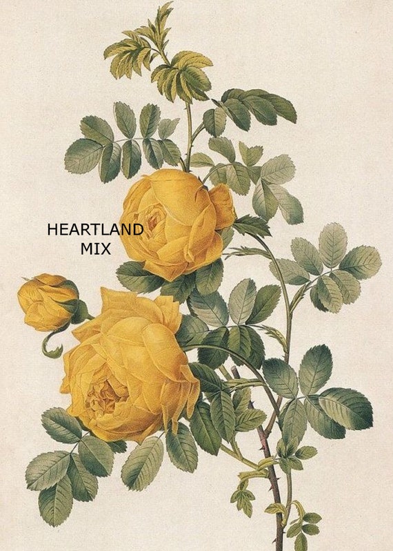 Vintage Yellow Rose Wall Art/Hang Tags/Labels/Logos/Transfers Etsy