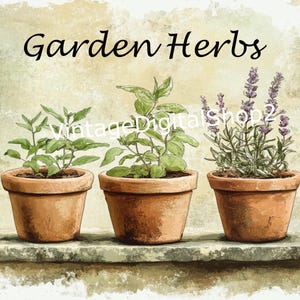 Erbe aromatiche da giardino della fattoria primitiva Scarica l'immagine grafica stampabile della parete della cucina