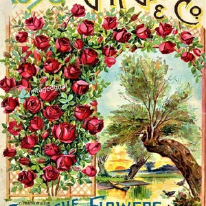 Catálogo de semillas de rosas con imágenes digitales antiguas de flores de 1898 para descargar e imprimir