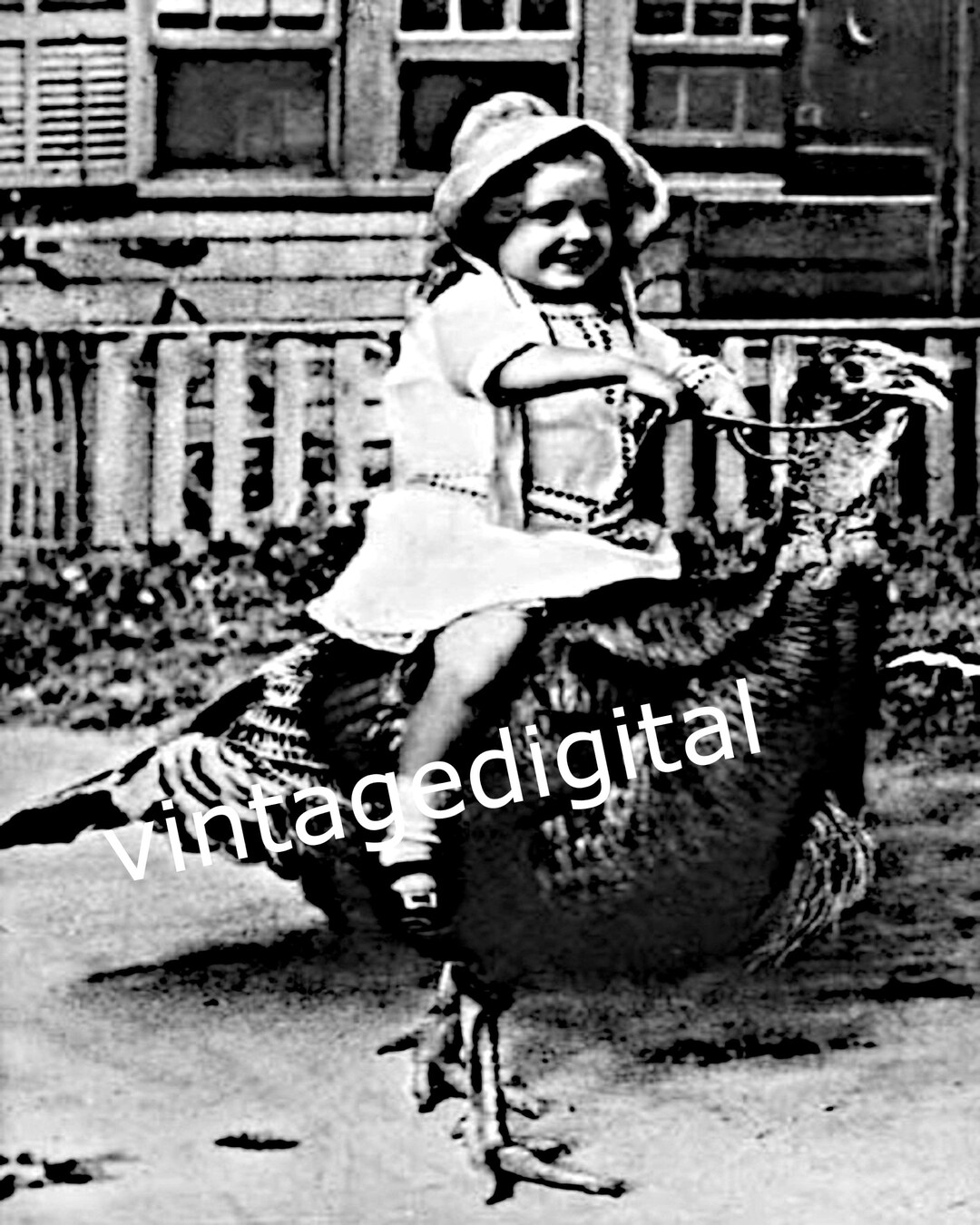Vintage Photo Thanksgiving Greetings Turkey Ride Vintage Image - Etsy