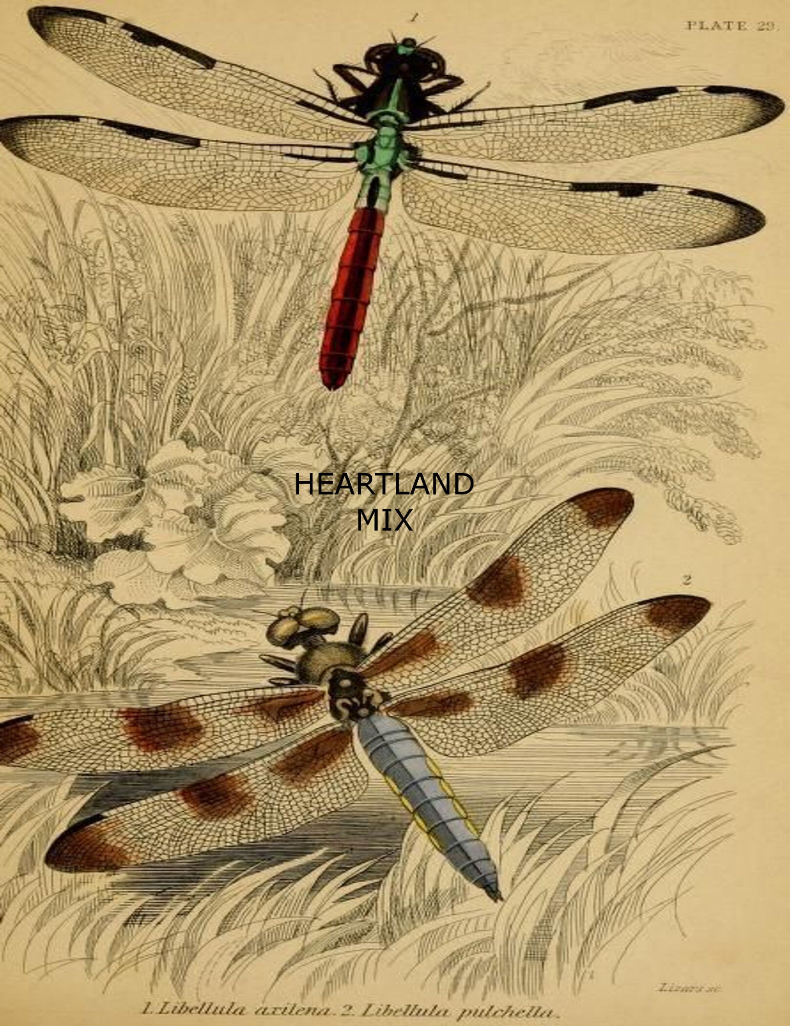 Vintage Dragonfly Digital Image Art Download Printable Tags | Etsy