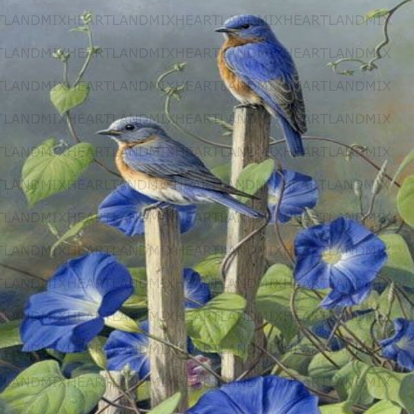 Vintage Bluebirds sitting in Blue Morning Glories Wall Art,Tags,Labels,Transfers,Logos, Digital Image Instant Download Printable