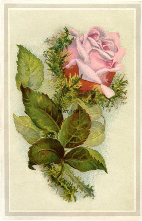 Antique Vintage Botanical Single Pink Rose Digital Image | Etsy
