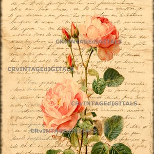 Pink Roses Floral Wall Art Print Download Printable Graphic Art Digital Image